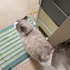 今日は元気にかくれんぼ