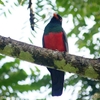 ベリーズ　ジャングルで見られる野鳥たち