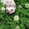 シロツメクサは植物として日本にやってきたわけではないのです。では、何のために？