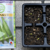 夏野菜　オクラ 01 【種まき】