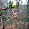 少しずつ春かも、ってわけで、いつものブラ散歩で花を撮る