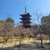 【京都】『仁和寺』「京の冬の旅」