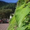 箱根〜伊豆キャンプ〜山中湖②