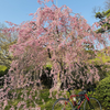 【AJ北海道】BRM428北海道200㎞函館【桜満開】