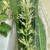 サンスベリアの花が咲いています
