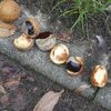 ムシクイされながらムシクイ類