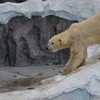 初上野動物園！！