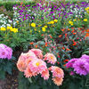 2020／10／13 バス通りの花壇：シーマニアの花他