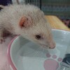 朝の爛ぼー