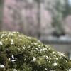 有終の美　清雲寺の桜