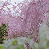 京都原谷苑の桜を見に今年も行ってきました