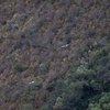 Andean Condor コンドル