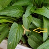 スミレの花が咲かないのに種がはじけた！？ ＊　筍ごはん