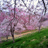 2022年も道の駅さくらの山へ桜!!