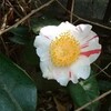  『球児の春』 準決勝