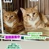 里親募集です。