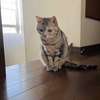 道端に咲く花を撮影