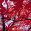 大雪（たいせつ）、紅葉　Autumn leaf color