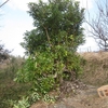 ユズリハの枝、雑木を切る
