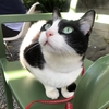 ★2267鐘目『愛猫レフくんが行きたかった隣のカフェに遊びに行ったでしょうの巻』【エムPのイケてる大人計画】