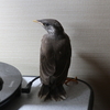 昨日のお客様＆６月の壁面