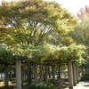 近所の紅葉。松代公園、万博記念公園、筑波実験植物園