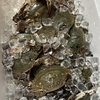 ワタリガニをとる