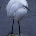 白さぎのカリス（仮巣）