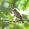 隣の隣の県の離島へ鳥を見に行った日記（２０２４　０５０２～０５０６）その２０。
