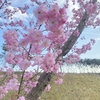 珍しい桜♪「仁科桜」ってご存じ？里庄で咲いてたわ～♪