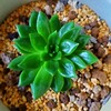 🌵多肉植物  艶々だけど緑なジェイドポイント他🌵