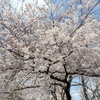青山公園界隈の桜