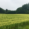 7月 菜の花 歯科医院へ 