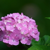 雨上がりの紫陽花・・・玉敷神社。