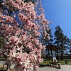 京都御苑「枝垂れ桜」2020