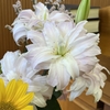 今日のかわいいブログ花〖 ホ  ン ア マ リ リ ス 〗