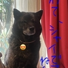 甲斐犬よもやま話サン気質、の巻。