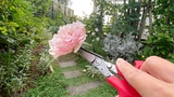 花がらを落とさずキャッチ！　切ったものをそのままつかめる収穫ハサミ