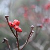 わたしは殺された