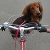 カゴ犬はどこへ行く？？