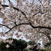 桜を見に行ったときのこと