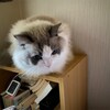 猫バッグがとても気にいたふくちゃん