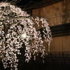 京都 桜？3　石清水八幡宮・六波羅蜜寺・平野神社・知恩院