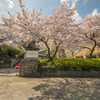 蹴上の桜･ウエスティン都ホテル