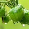 &#9730;梅雨&#9730;雨&#9730;雨&#9730;雨&#9730;　花菖蒲と水鳥バン