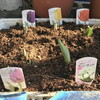 チューリップ球根5種追加で、鉢植え25種に