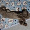 一応 招き猫ちゃん。