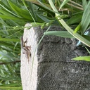 まにあわせ blog  卵巣嚢腫捻転ってなーに