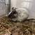 しろごまあん1295日目