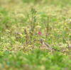 隣の隣の県に鳥を見に行った日記（２０２４　０３３１）その１。
